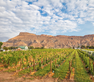 Carboy Winery will be featured at the Vail Wine Classic.